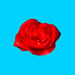 The Ultra Stack Feature Rose